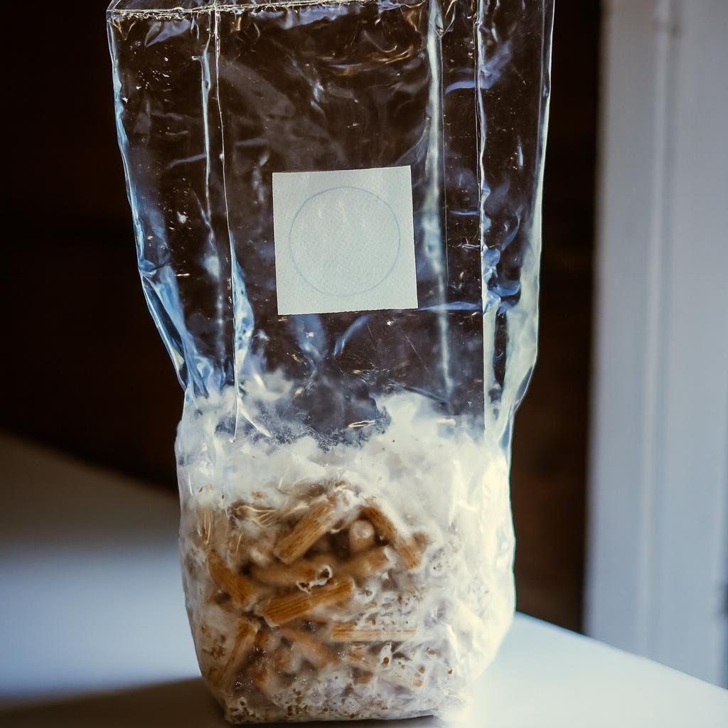 Austernpilze züchten | Umfassender Leitfaden für drinnen und draußen | Wurzelholz, Stroh, Flüssigkultur | 41-seitiges PDF