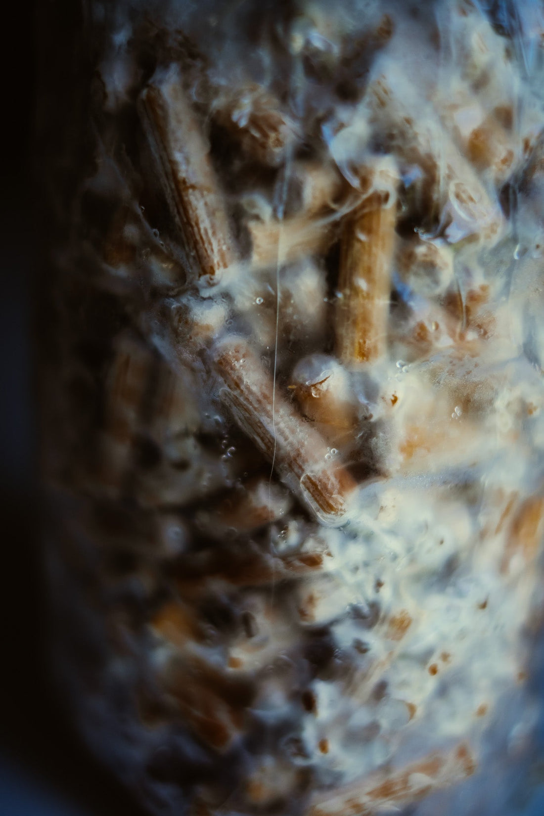 Growing Shiitake Mushrooms in European Climate