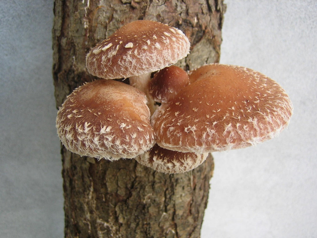 Organic Shiitake Growing Methods in Europe