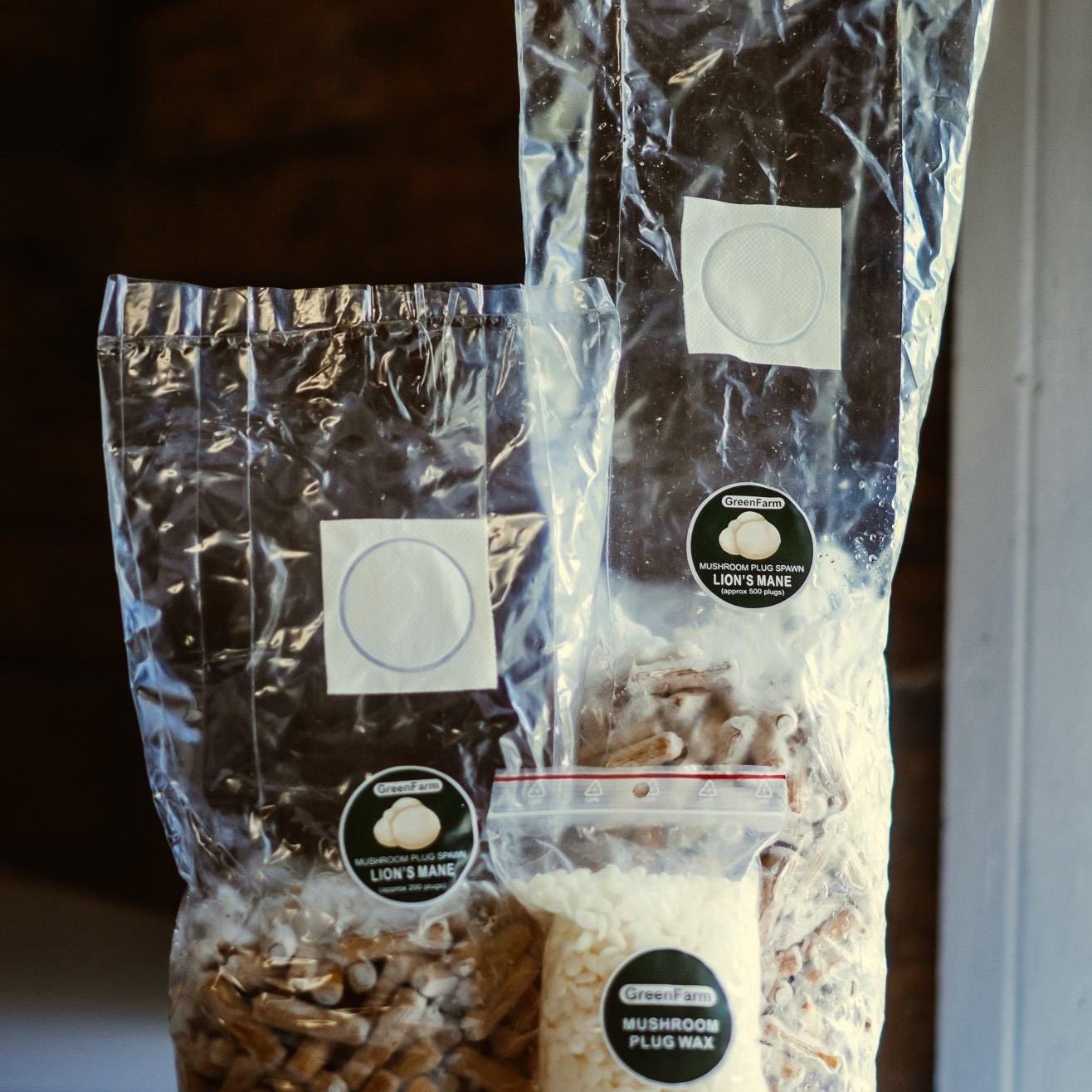 Löwenmähne 200 Pilzbrut: Züchten Sie Ihren eigenen Hericium erinaceus