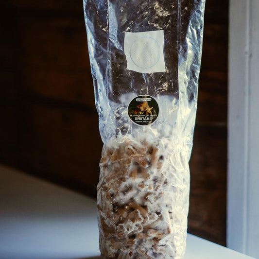 Shiitake 500 Pilzbrut-Plugs: Anzuchtset für Hartholzstämme