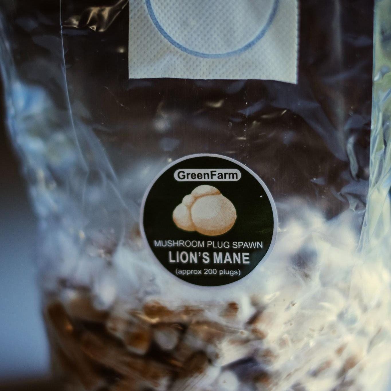 Löwenmähne 200 Pilzbrut: Züchten Sie Ihren eigenen Hericium erinaceus