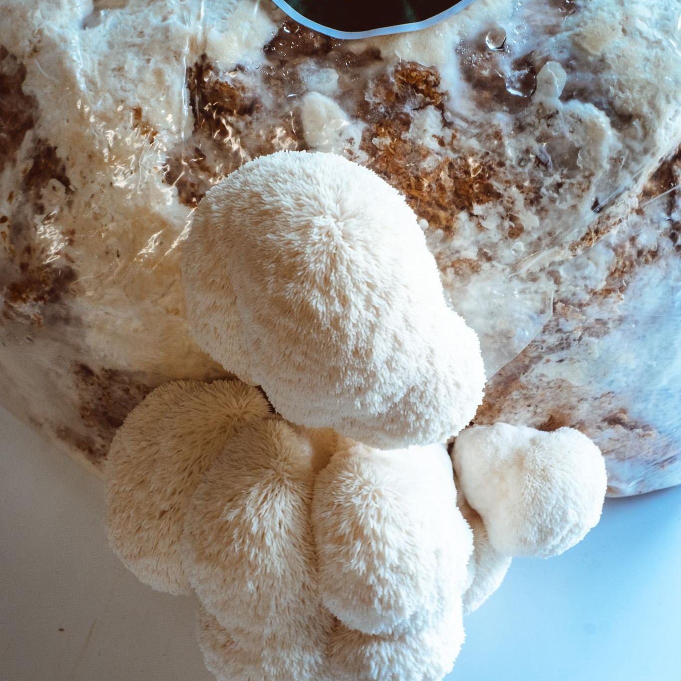 Löwenmähne 200 Pilzbrut: Züchten Sie Ihren eigenen Hericium erinaceus