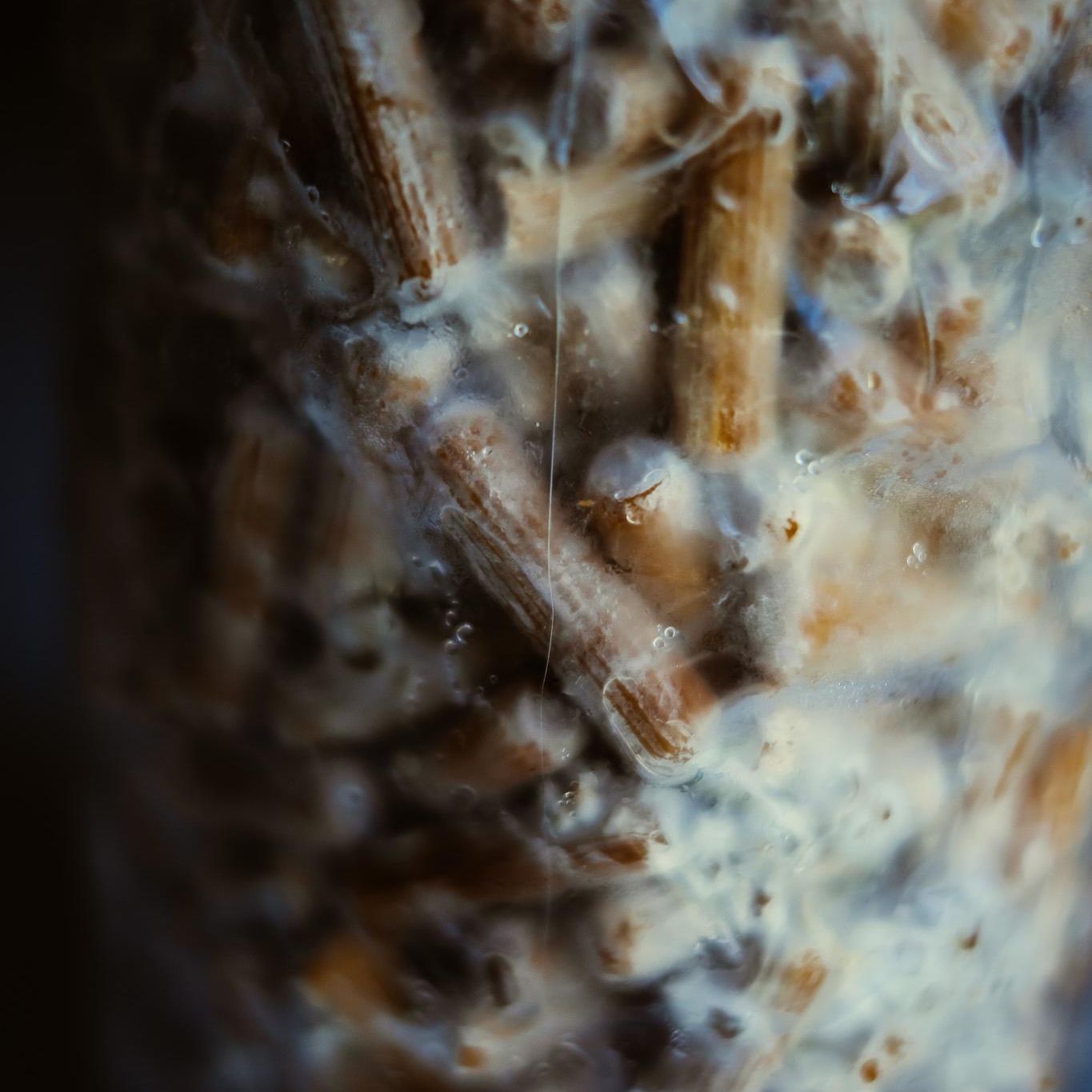 Shiitake 500 Pilzbrut-Plugs: Anzuchtset für Hartholzstämme