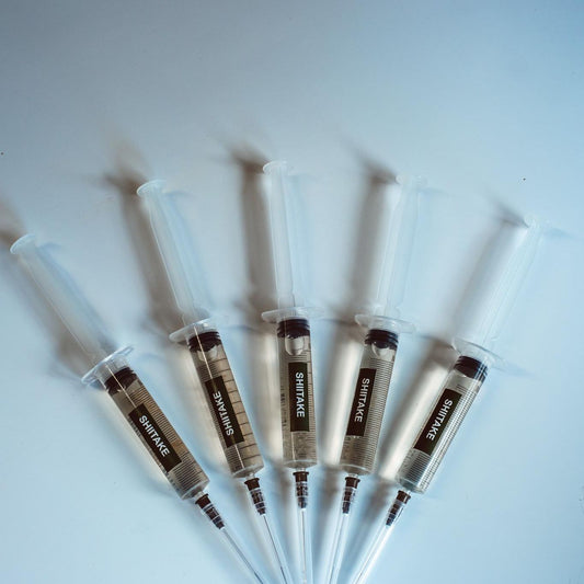 5x Shiitake-Flüssigkultur – 10-ml-Spritzen | Lentinula edodes | Pilzmyzel in großen Mengen für den Anbau