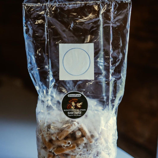 Shiitake 200 Pilzbrut-Set: Züchten Sie Ihre eigenen Gourmet-Pilze
