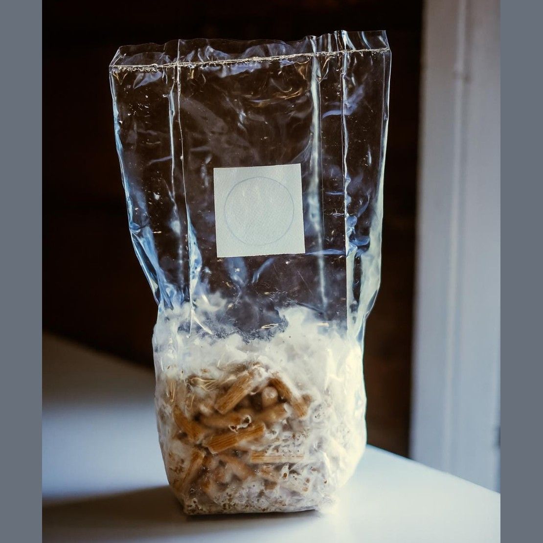 Pilzbrut-Dickkerne für Schmetterlings-Trameten (200 Stück) | Pilze selbst züchten | Beimpfung von Hartholzstämmen