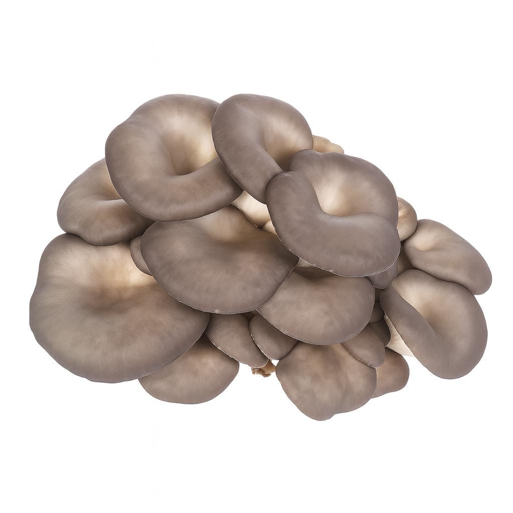 Flüssigkulturspritzen für Perlmuscheln (5 x 10 ml) | Pleurotus ostreatus | Schnellwachsender Gourmet-Pilz