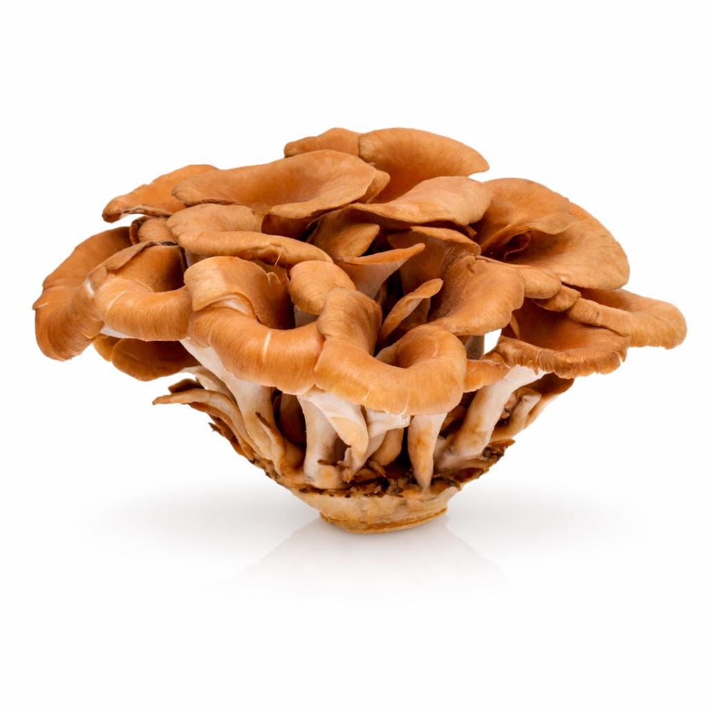 Maitake-Flüssigkultur-Spritzen 5 x 10 ml | Grifola frondosa | Gourmet-Pilzkultur