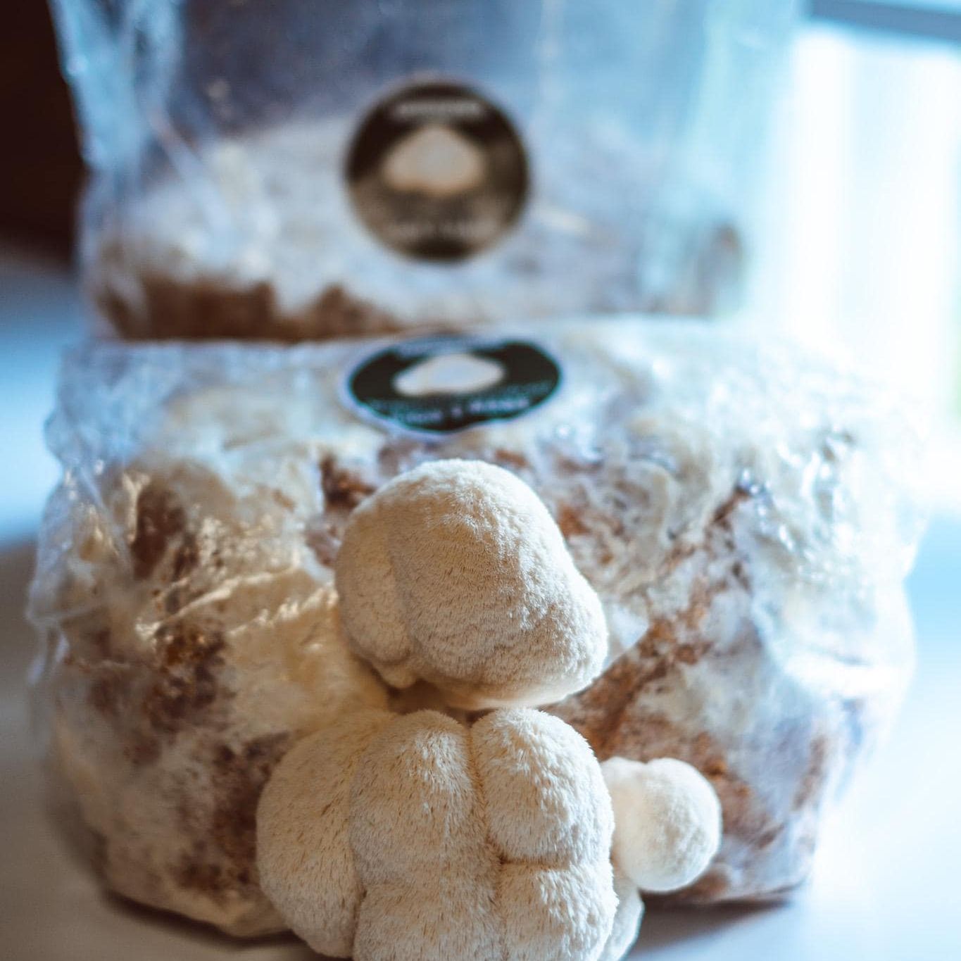 Löwenmähne Flüssigkultur-Spritzen 10 x 10 ml | Hericium erinaceus | Pilzzucht-Set für Zuhause, Pilzkunde, Anfänger-Garten-Set