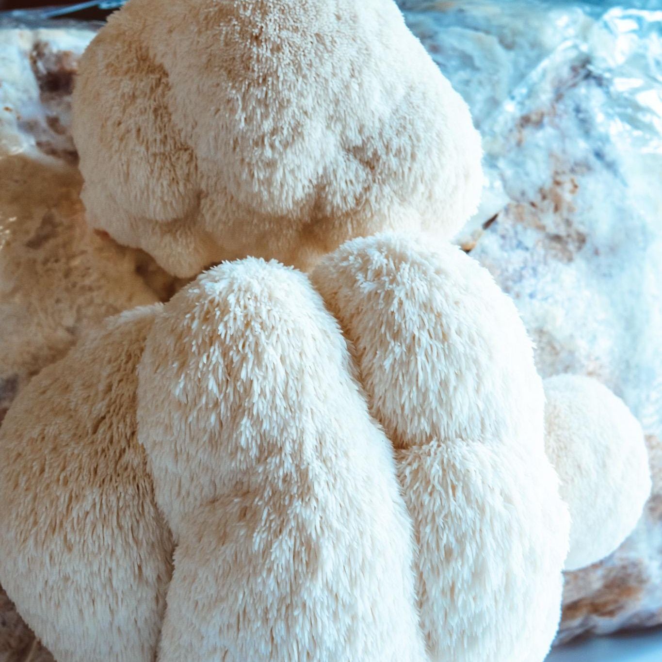 Löwenmähne Flüssigkultur-Spritzen 10 x 10 ml | Hericium erinaceus | Pilzzucht-Set für Zuhause, Pilzkunde, Anfänger-Garten-Set