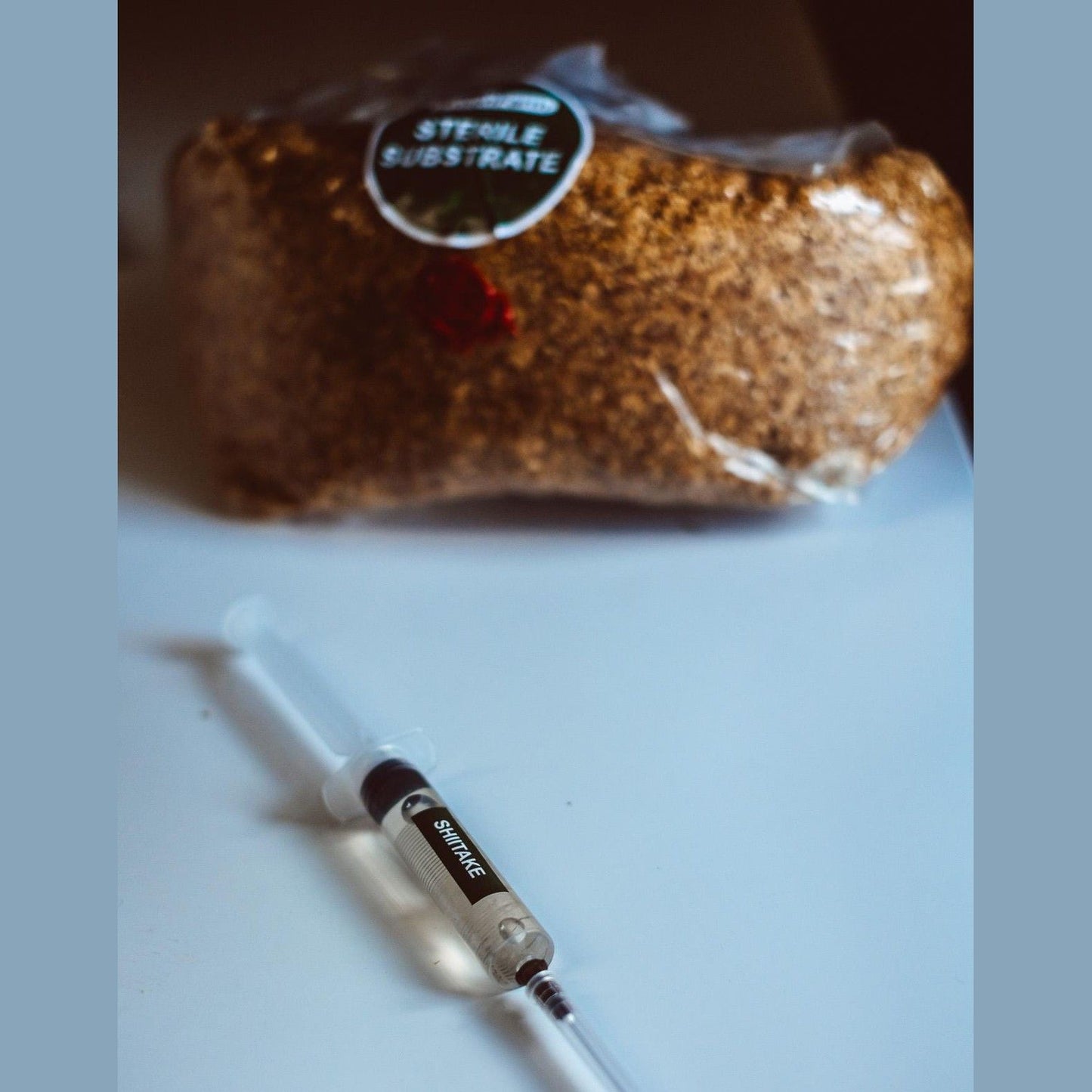 Shiitake-Flüssigkulturspritzen 10 x 10 ml | Lentinula edodes | Pilzmyzel in großen Mengen für den Anbau