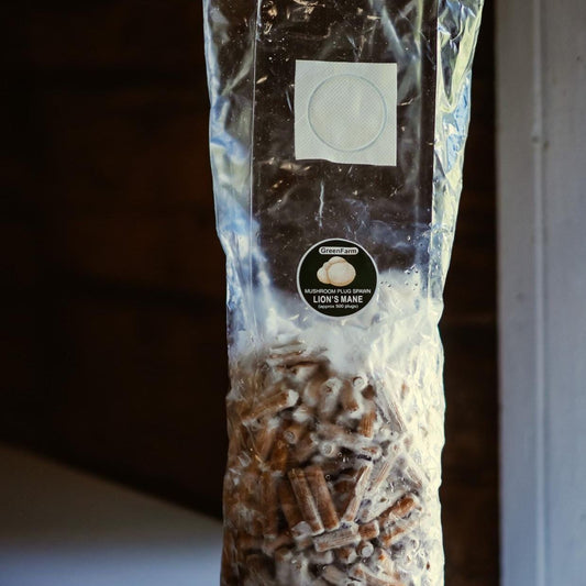 Löwenmähnenpilz-Brutwürfel (500 Stück) | Pilze selbst züchten | Beimpfung von Hartholzstämmen