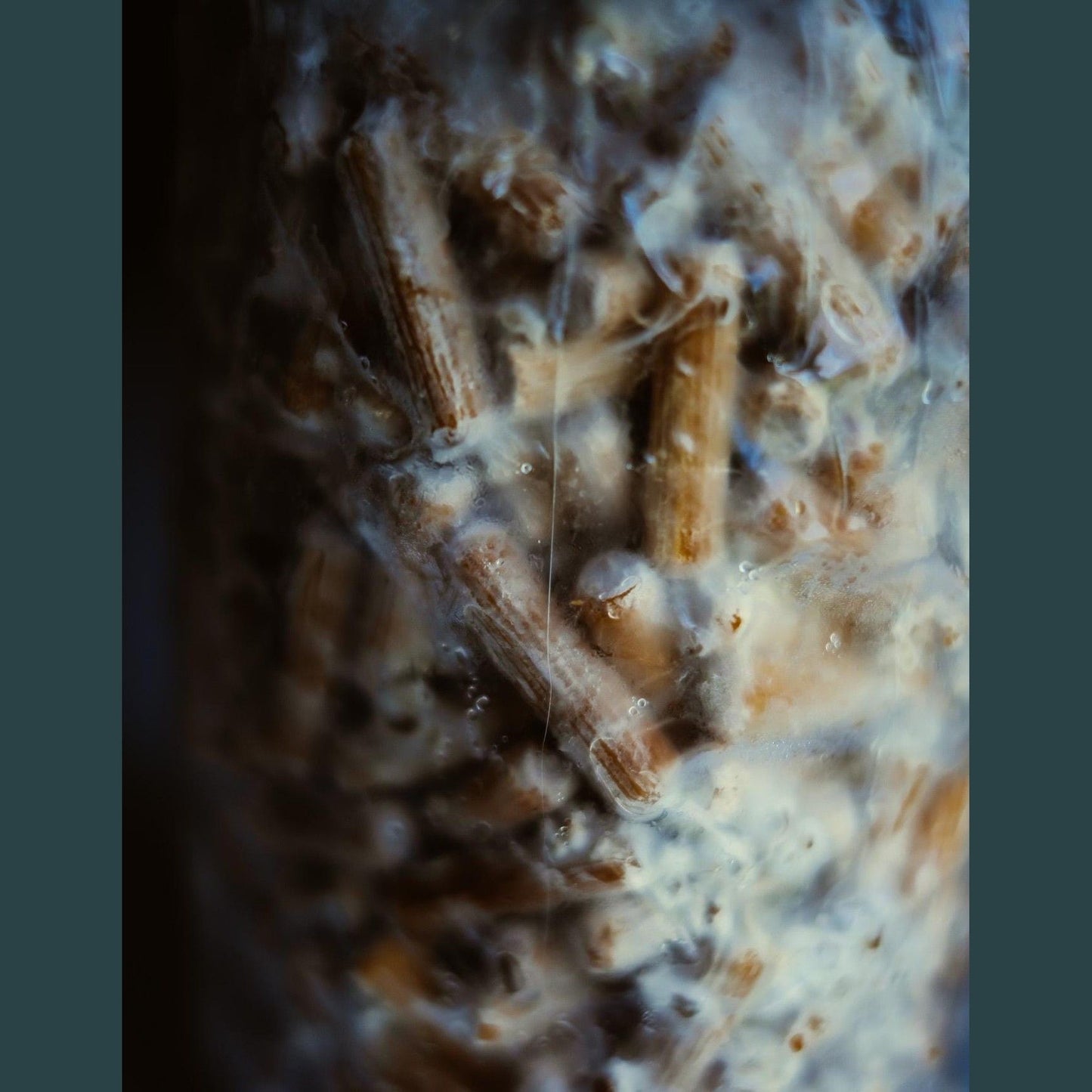 Pilzbrut-Dickkerne für Schmetterlings-Trameten (200 Stück) | Pilze selbst züchten | Beimpfung von Hartholzstämmen