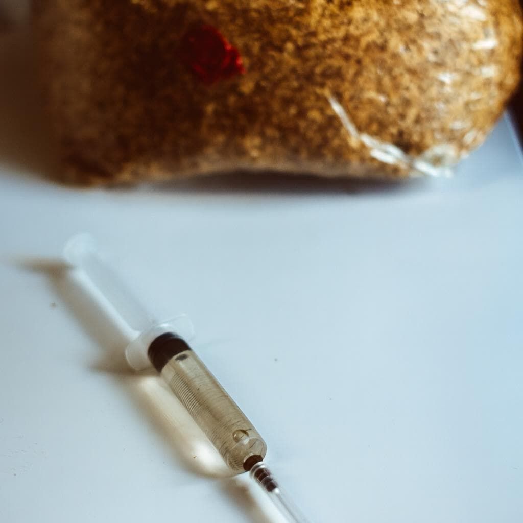 Flüssigkulturspritzen für Goldene Austernpilze (Pleurotus citrinopileatus) 10 x 10 ml | Gourmet-Pilzzucht für den Hausgarten (Anfänger)