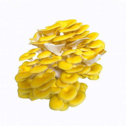 Goldene Austernpilz-Flüssigkultur 5 x 10 ml | Pleurotus citrinopileatus | Gourmet-Pilze selbst anbauen – Pilz-Anfängerset – Geschenk für Gärtner – Mykologie