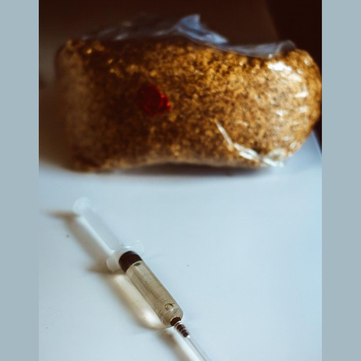 Flüssigkulturspritzen für Perlmuscheln (5 x 10 ml) | Pleurotus ostreatus | Schnellwachsender Gourmet-Pilz