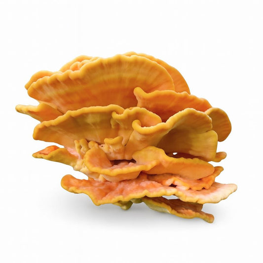 Schwefelporling (Laetiporus sulphureus) Flüssigkultur 10 x 10 ml | Gourmet-Pilzzuchtset für Anfänger – Pilzzucht für Zuhause