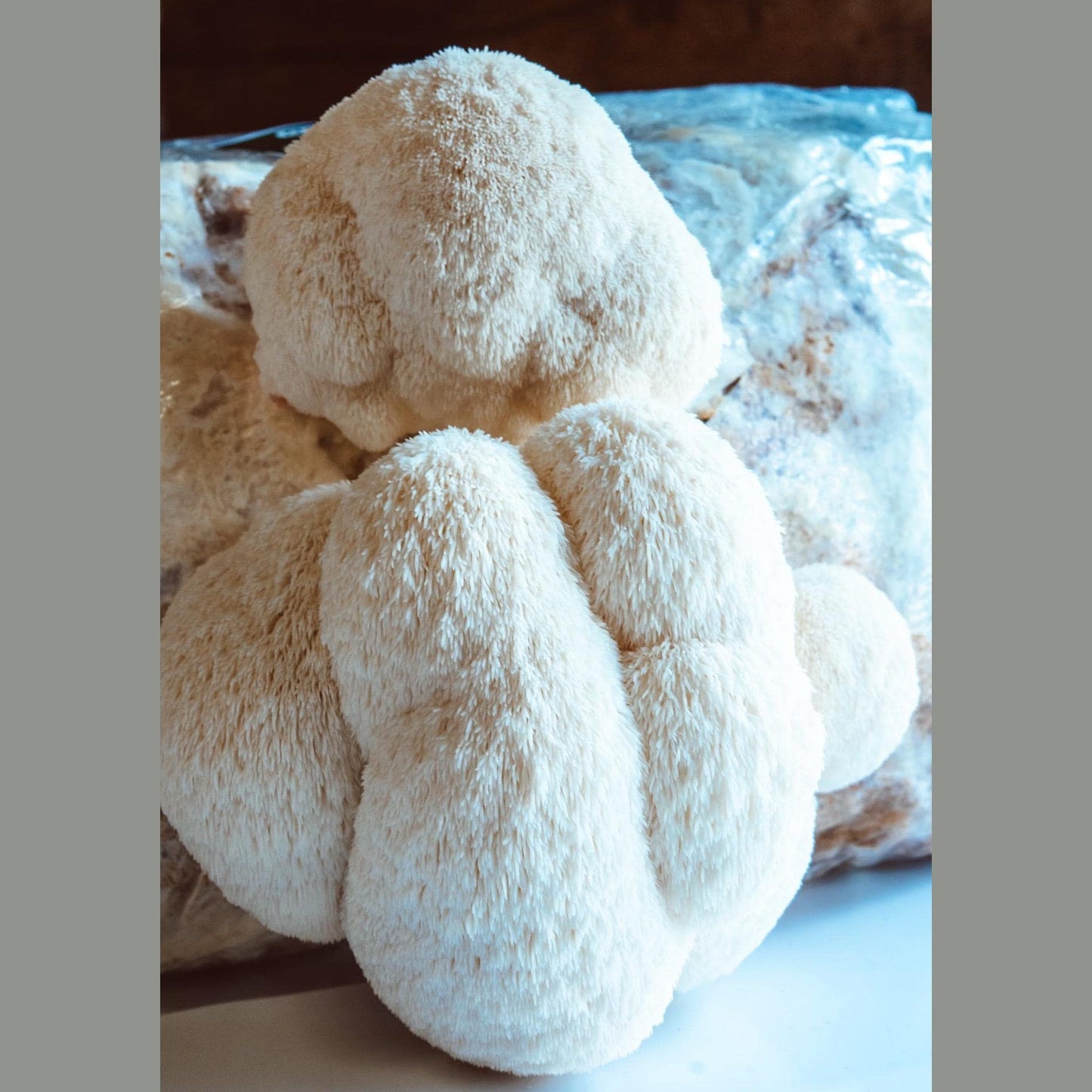 Löwenmähnenpilze züchten | Vollständige Anleitung für die Kultivierung auf Baumstämmen und in Flüssigkultur | 41-seitiges PDF | Sofort-Download