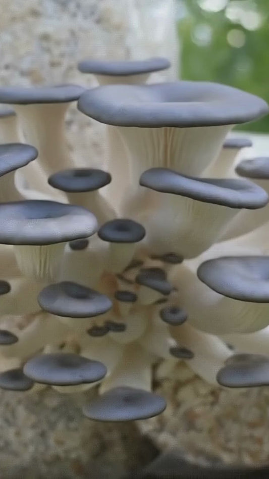 Grow Oyster Mushrooms | Complete Indoor & Outdoor Guide | Logs, Straw, Liquid Culture | 41-Page PDF